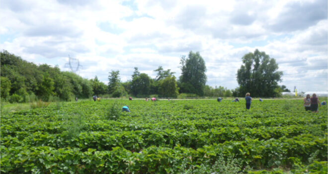 Cueillettes solidaires 